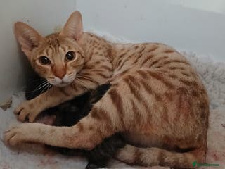 Savannah cats Savannah x Maine Coon kittens - Advert 5