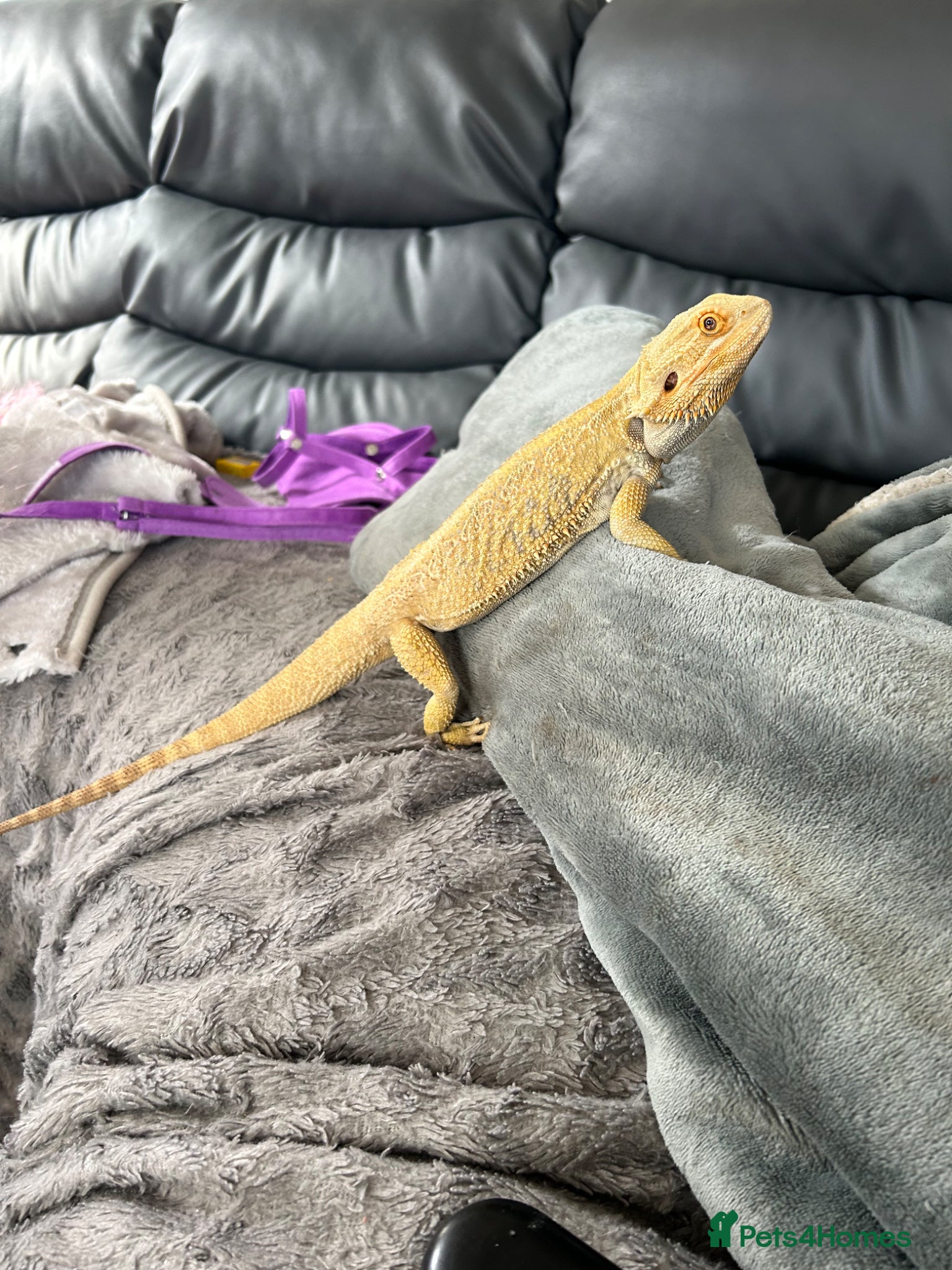 Bearded Dragon reptiles Bearded Dragon and vivarium  - Advert 1