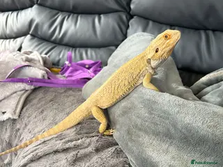Bearded Dragon reptiles Bearded Dragon and vivarium - Advert 1