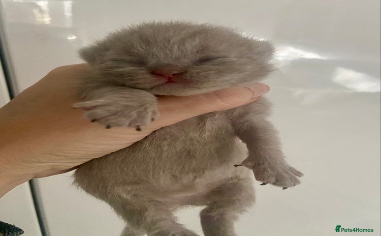 British Longhair cats HEALTH TESTED LILAC BLUE BRITISH LONGHAIR SHORT - Advert 1