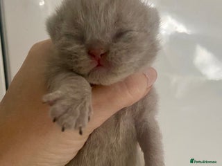 British Longhair cats HEALTH TESTED LILAC BLUE BRITISH LONGHAIR SHORT - Advert 2