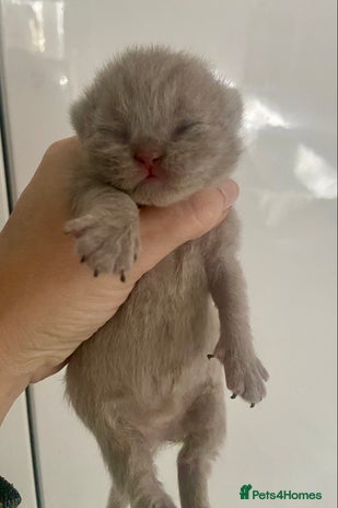 British Longhair cats HEALTH TESTED LILAC BLUE BRITISH LONGHAIR SHORT - Advert 1