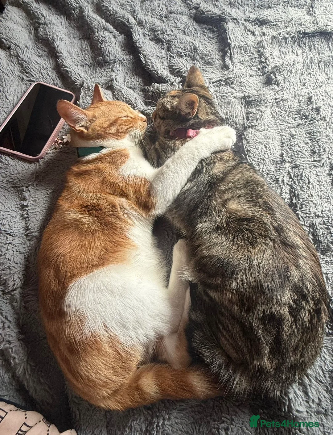 Domestic Shorthair cats for sale: Ashy and Flamy - Advert 6