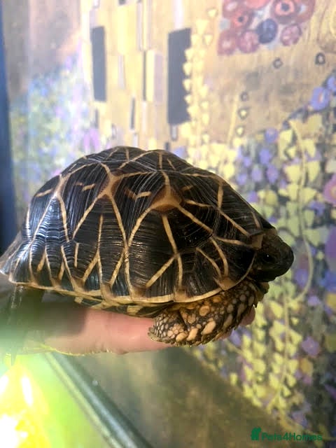 Tortoise reptiles Indian Star Tortoise - Advert 4