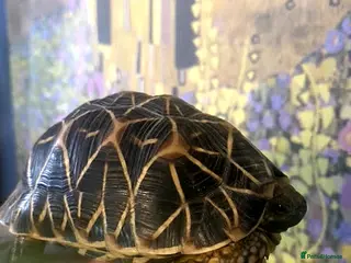 Tortoise reptiles Indian Star Tortoise - Advert 4