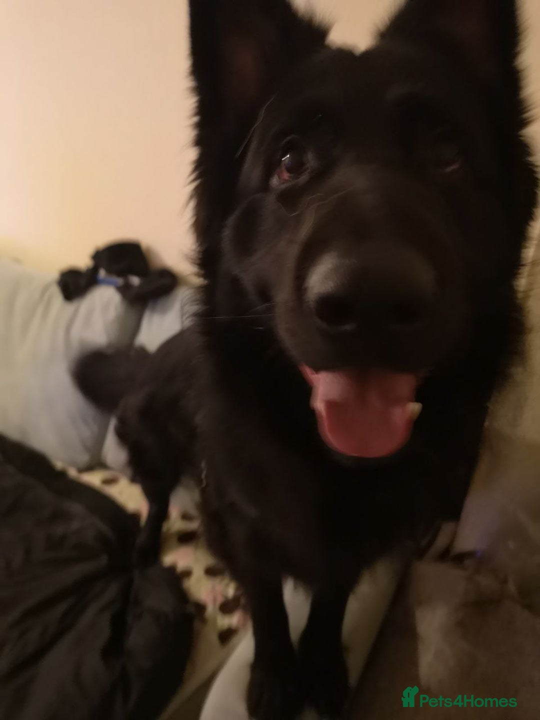 German Shepherd dogs for sale: One large straight back male puppy 11 weeks - Advert 12