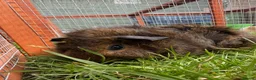 Guinea Pig rodents for sale: Baby Guinea pigs! - Advert 5