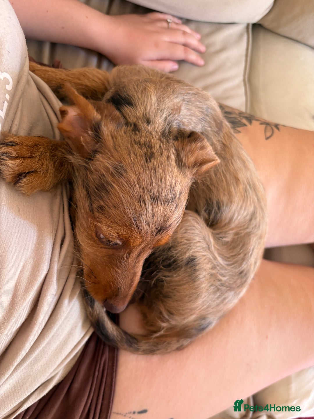 Mixed Breed dogs for sale: 2 lovely Daschund pups for sale. - Image 6