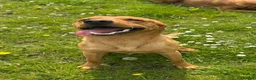 Labrador Retriever dogs for sale: Shiny Red Labrador Pups!  - Advert 18