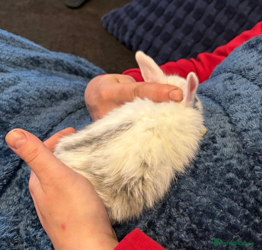 Mini Lop rabbits for sale: Beautiful pure bred mini lop bunnies - Advert 5