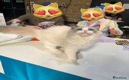 Ragdoll cats for sale: Adorable Ragdoll Kitten Fife Registered Breeder - Image 8