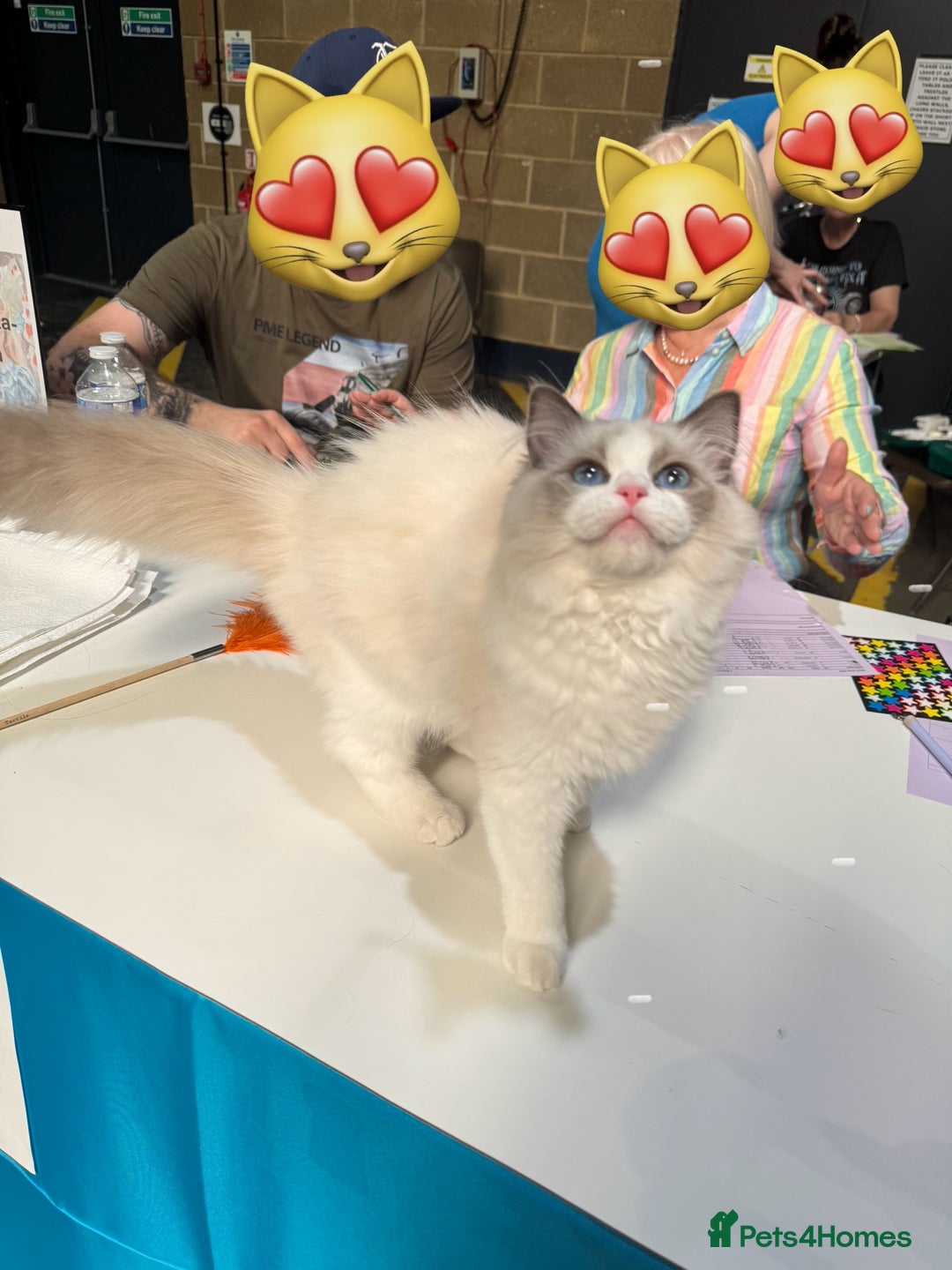 Ragdoll cats for sale: Adorable Ragdoll Kitten Fife Registered Breeder - Image 8
