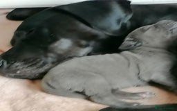 Great Dane dogs for sale: Beautiful KC registered Great Dane Puppies  - Image 25