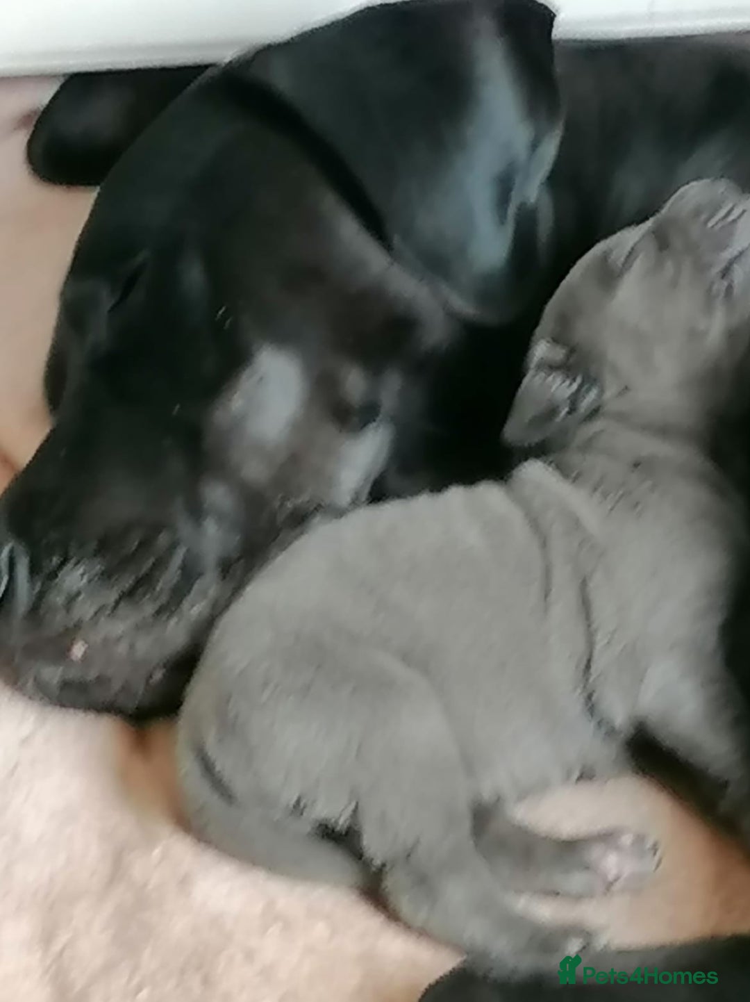 Great Dane dogs for sale: Beautiful KC registered Great Dane Puppies  - Image 25