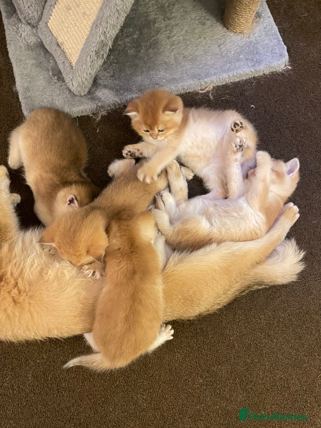 Scottish Fold cats for stud: GOLD CHINCHILLA SCOTTISH STRAIGHT PEDIGREE. STUD in London - Advert 12