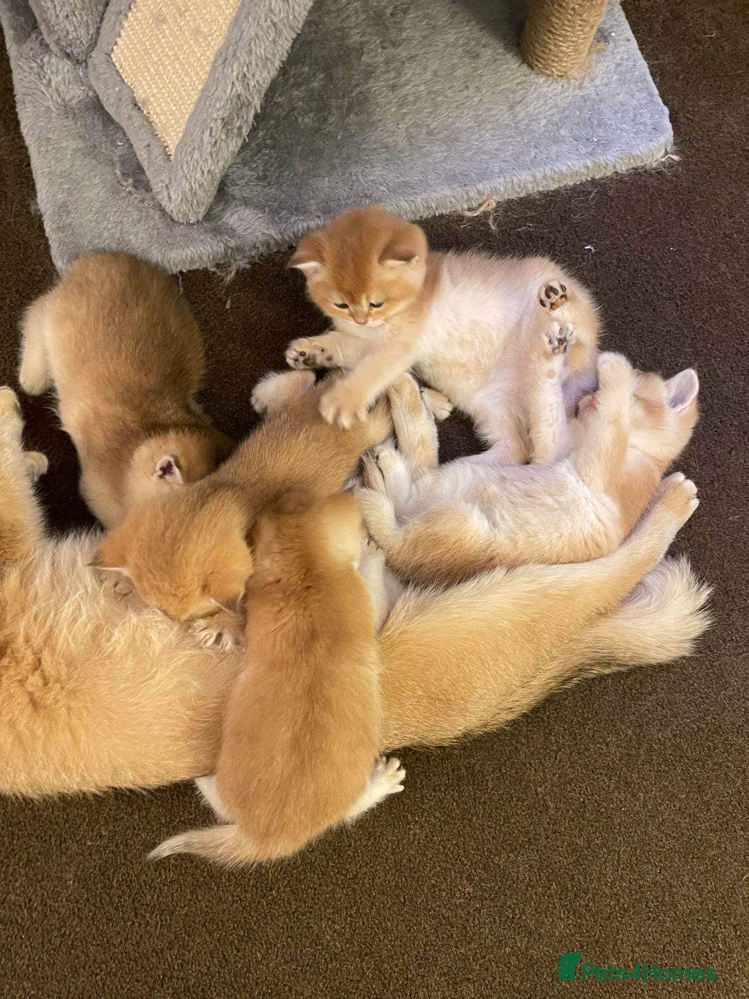 Scottish Fold cats for stud: GOLD CHINCHILLA SCOTTISH STRAIGHT PEDIGREE. STUD in London - Advert 12