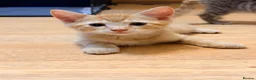 Mixed Breed cats for sale: Beautiful Kittens  - Advert 10