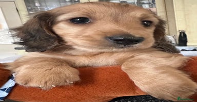 Miniature Dachshund dogs - Advert 3