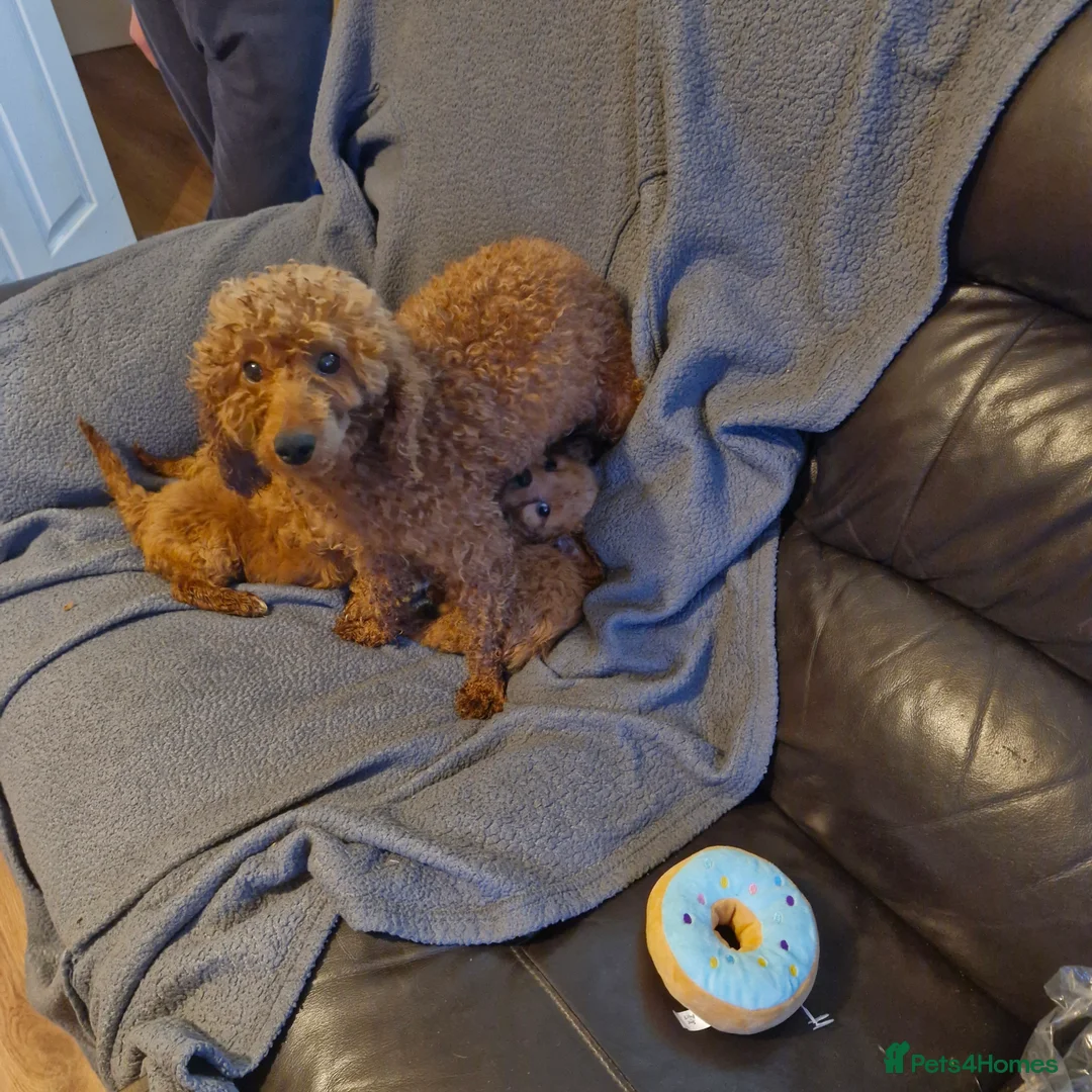 Cavapoo dogs for sale: Cavapoo  - Advert 12