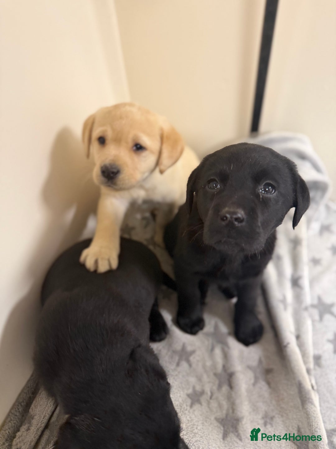 Labrador Retriever dogs for sale: Labradors - Advert 13