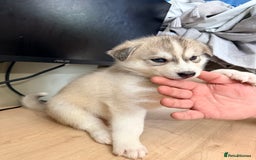 Siberian Husky dogs for sale: SIBERIAN HUSKY  - Image 25