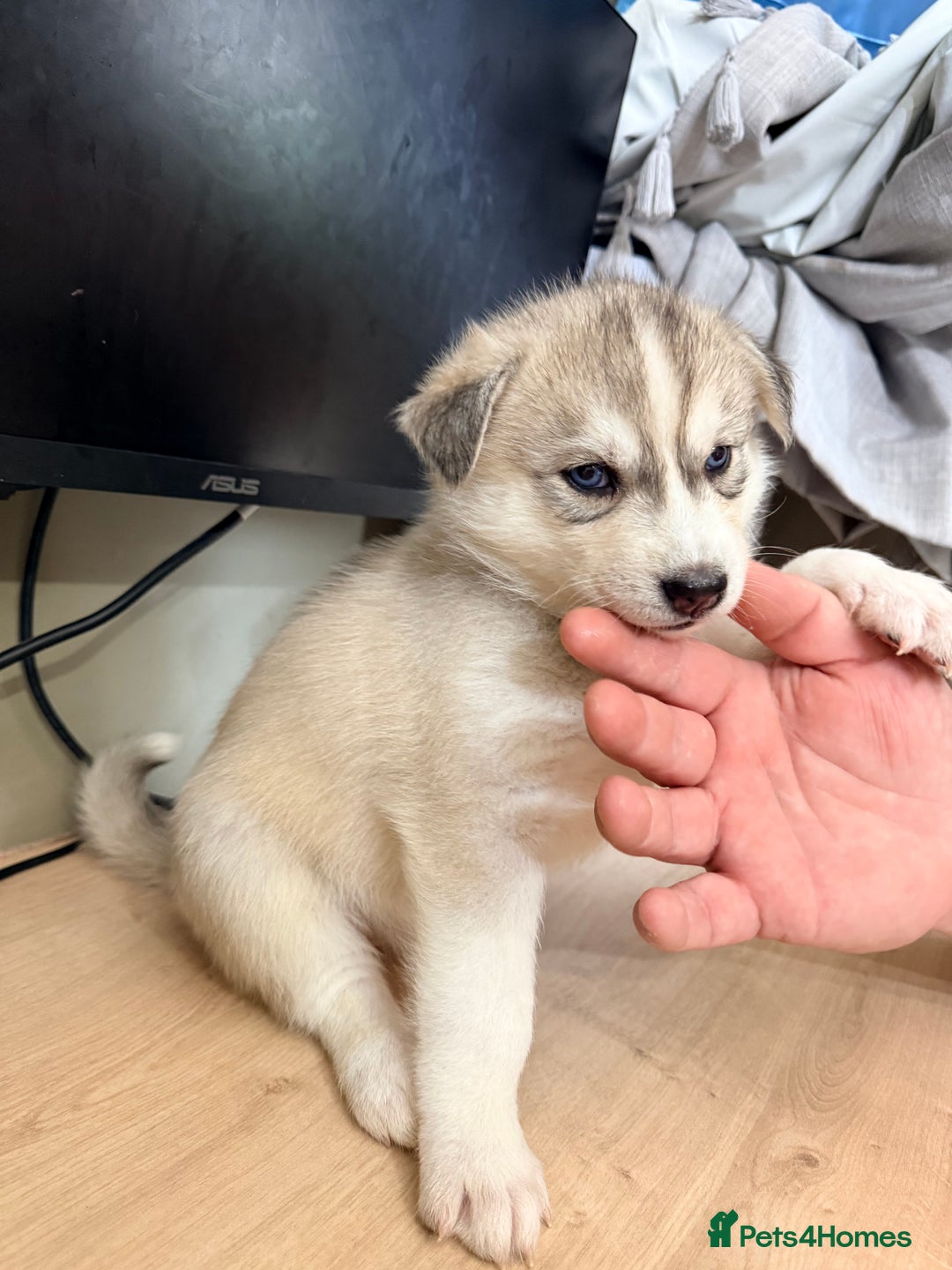 Siberian Husky dogs for sale: SIBERIAN HUSKY  - Image 25