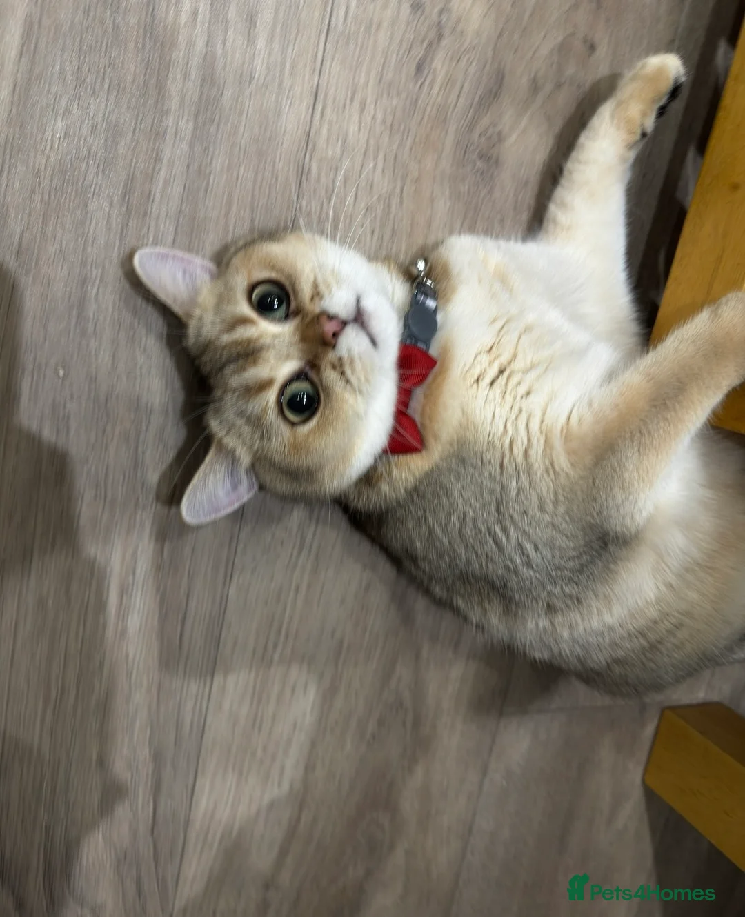 British Shorthair cats for sale: 🐾Beautiful Young Cats Seeking Their Forever Homes - Advert 3