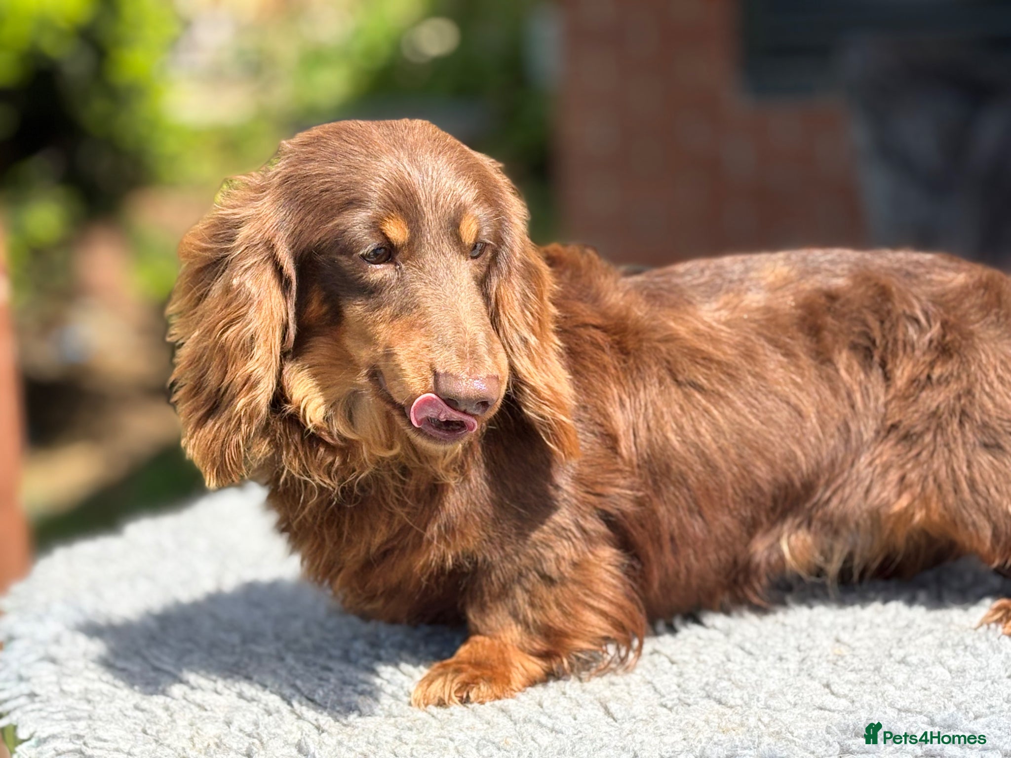 Miniature Dachshund dogs Mini long haired stud  - Advert 1