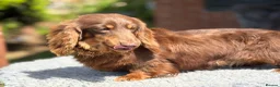 Miniature Dachshund dogs for stud: Mini long haired stud  - Advert 1
