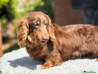 Miniature Dachshund dogs for stud: Mini long haired stud - Advert 1