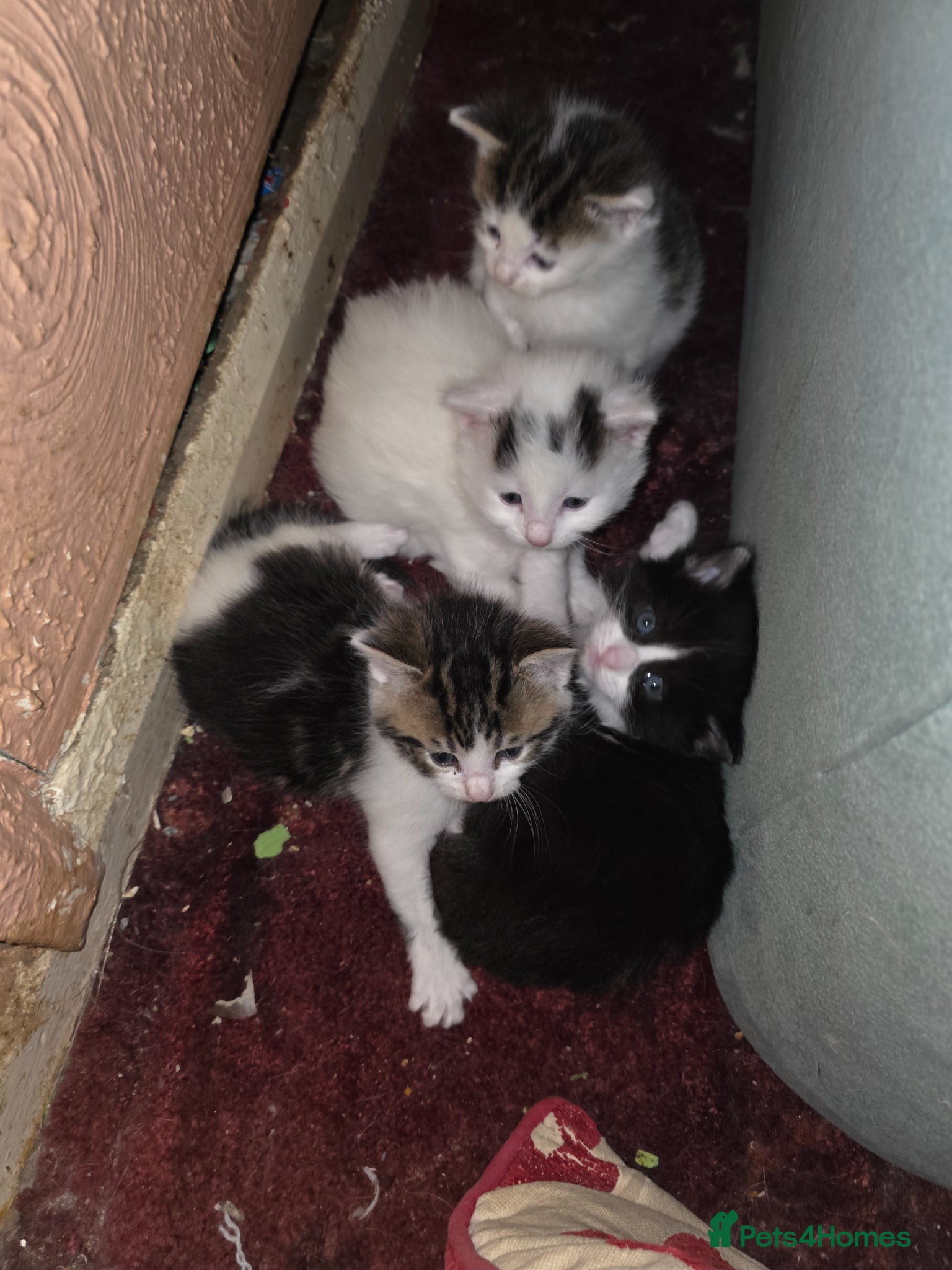 British Longhair cats Kittens for sale  - Advert 1
