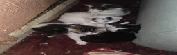 British Longhair cats for sale: Kittens for sale  - Advert 1