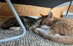 Mixed Breed cats for sale: Cute Kittens for Sale - Ginger, Grey and Black - Image 27