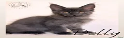 Maine Coon cats for sale: Gorgeous Solid Blue Maine Coon Kitten  - Advert 6