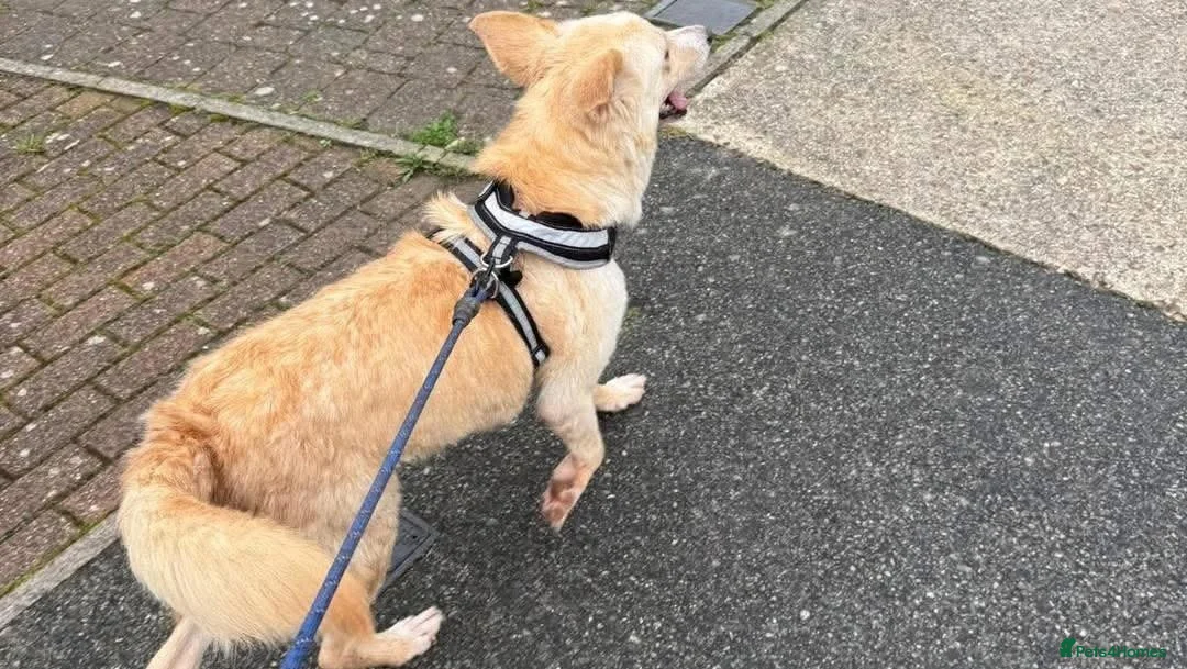 Mixed Breed dogs for adoption: Gorgeous George - Advert 6