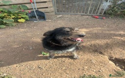 Mixed Breed dogs for adoption: ROSIE  - Advert 10