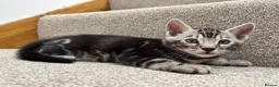 Bengal cats for sale: READY NOW ActiveTICA SilverCharcoal Bengal Kittens - Advert 19