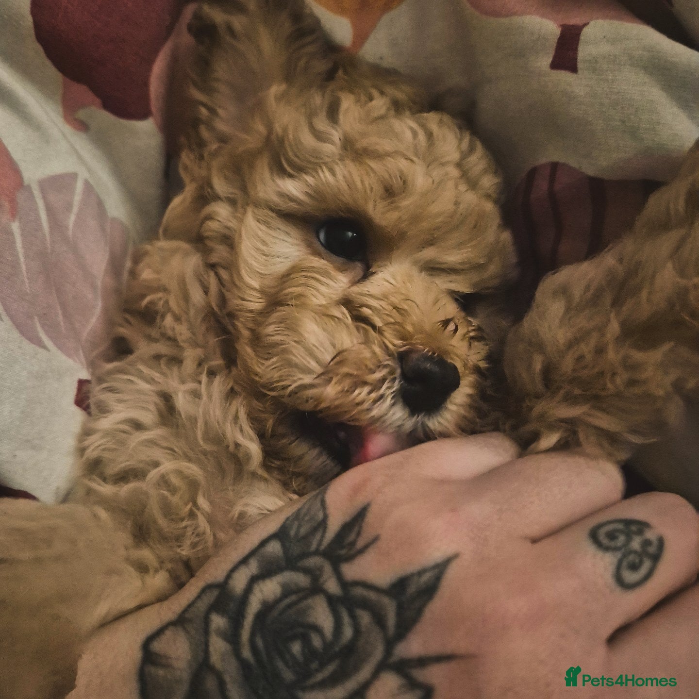 Cockapoo dogs Cockerpoo  - Advert 16