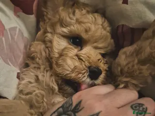 Cockapoo dogs Cockerpoo - Advert 16