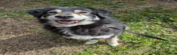 Mixed Breed dogs for adoption: Ivy, 2018. Sweet girl. in Insch - Advert 6