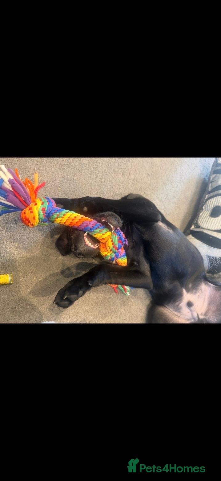 Labrador Retriever dogs for sale: Black Labrador puppy - Advert 5