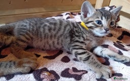 Bengal cats for sale: 6 Stunning Bengal Cross Kittens – Ready 31/10/2025 - Image 4