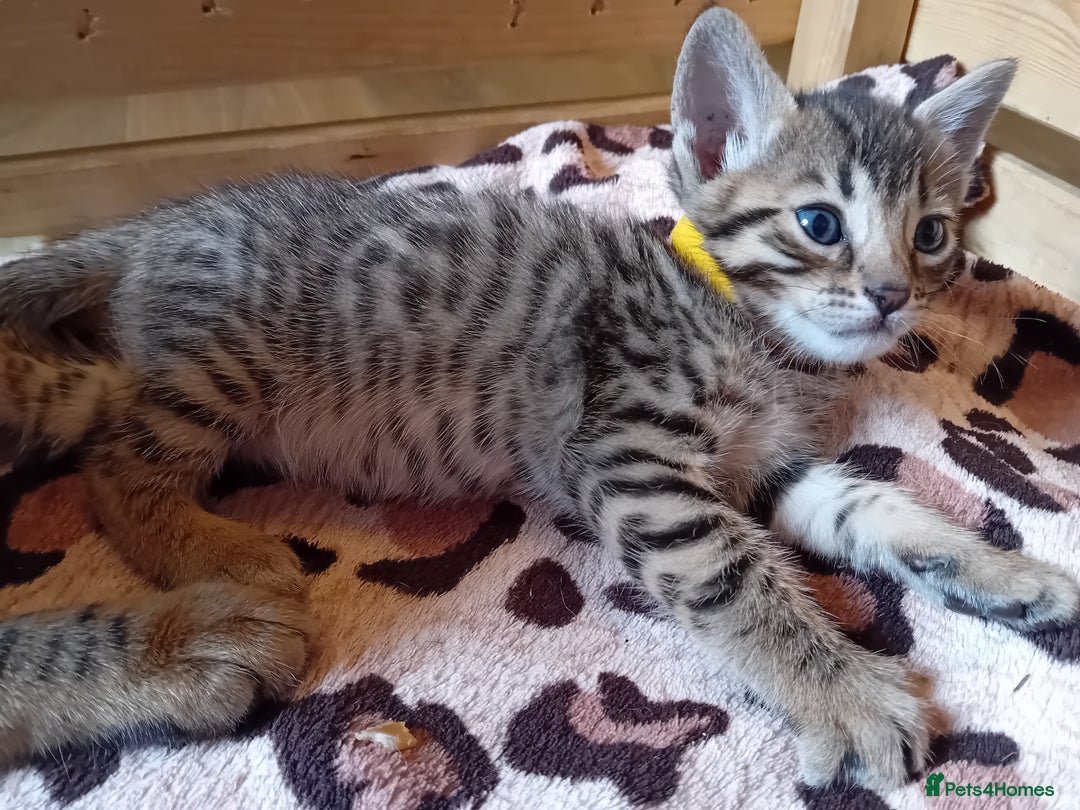Bengal cats for sale: 6 Stunning Bengal Cross Kittens – Ready 31/10/2025 - Image 4