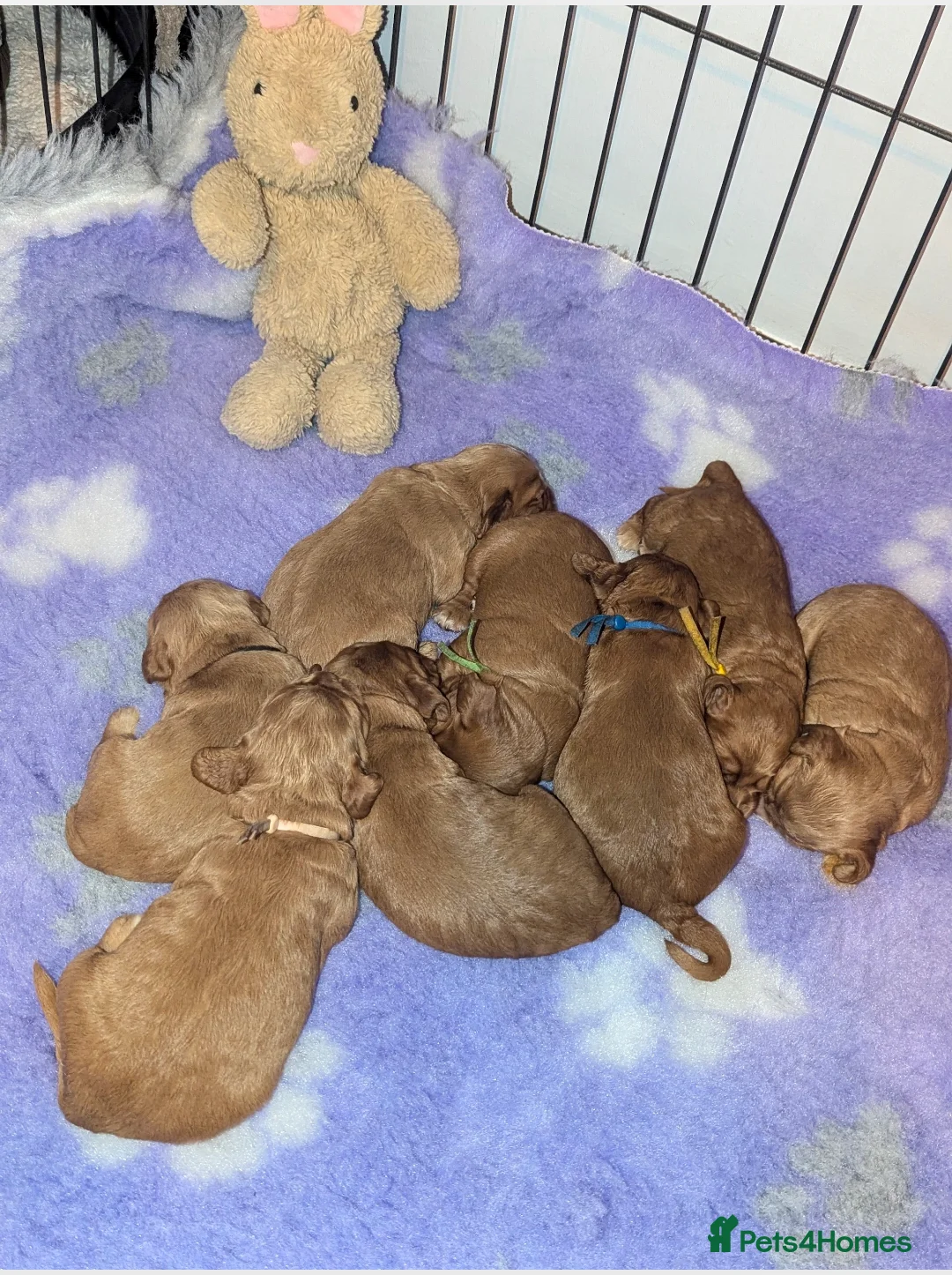 Cocker Spaniel dogs for sale:  CHAMPION BLOODLINE WORKING COCKER WAITING LIST  - Advert 16