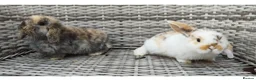 Mini Lop rabbits for sale: Two female mini lop rabbits - Advert 1