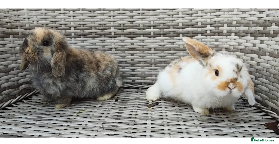 Mini Lop rabbits for sale: Two female mini lop rabbits - Advert 1