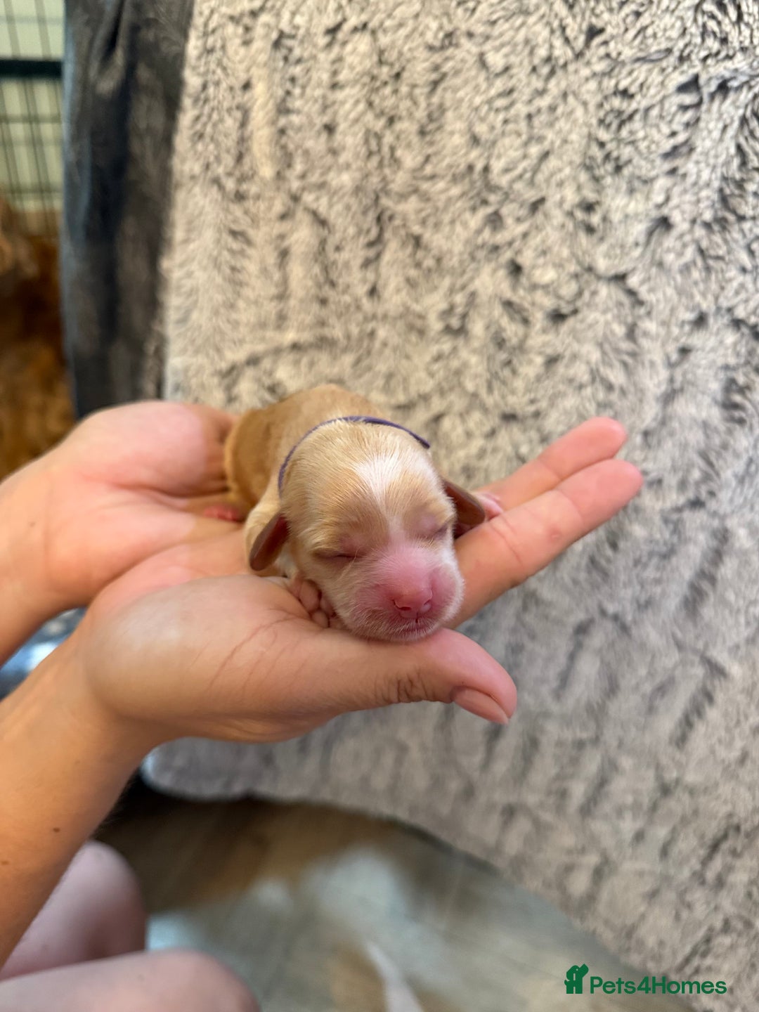 Cockapoo dogs for sale: 🐾 F1 Top Class 🐾  - Image 9