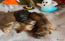 Miniature Dachshund dogs for sale: Miniature Longhaired Dachshunds ready 10.12.25 - Advert 6