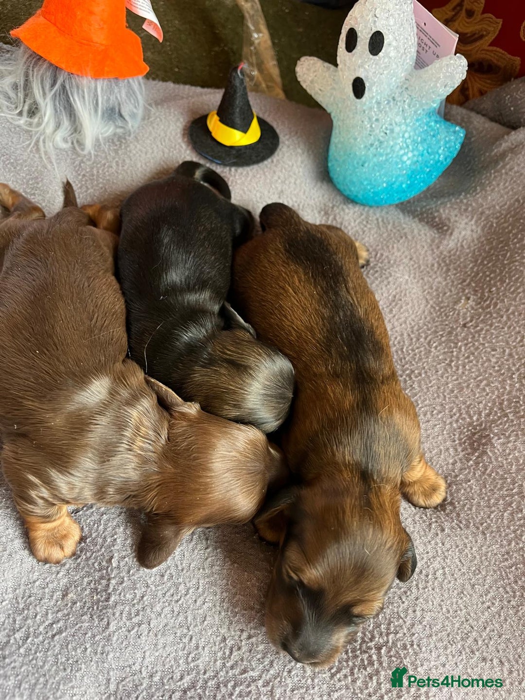 Miniature Dachshund dogs for sale: Miniature Longhaired Dachshunds ready 10.12.25 - Advert 6