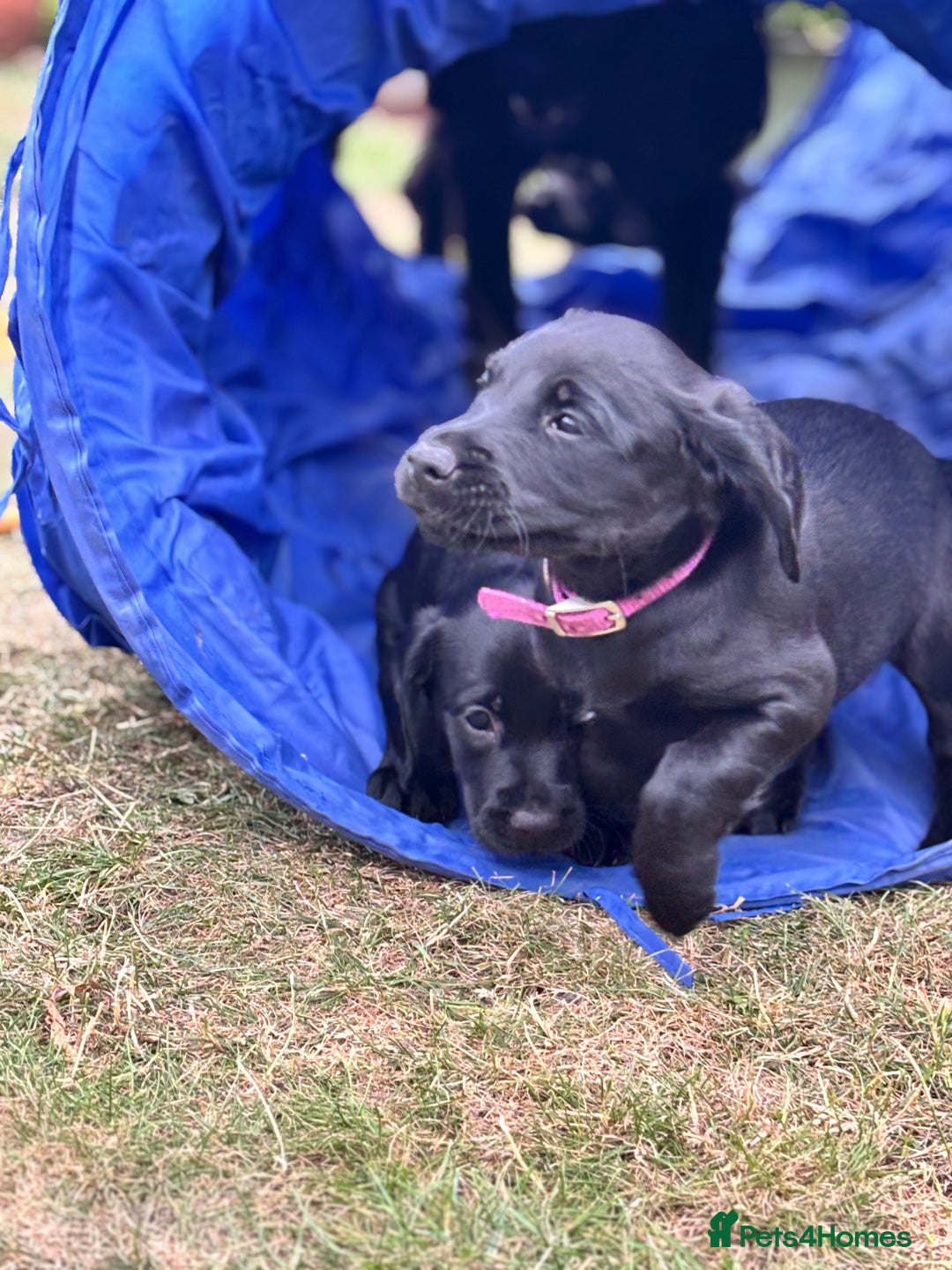 Mixed Breed dogs for sale: Sprockador Puppies  - Image 4